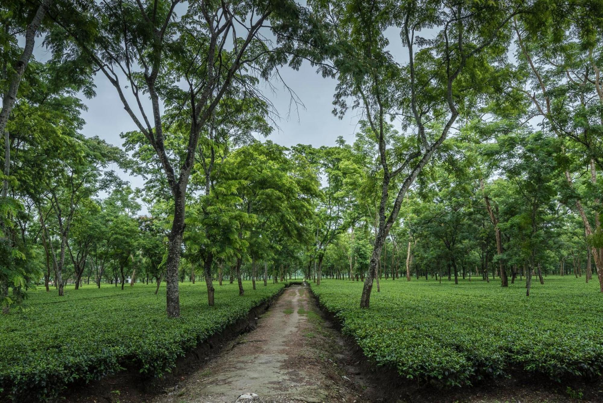 ホテル Tusker Tea County Chālsa エクステリア 写真